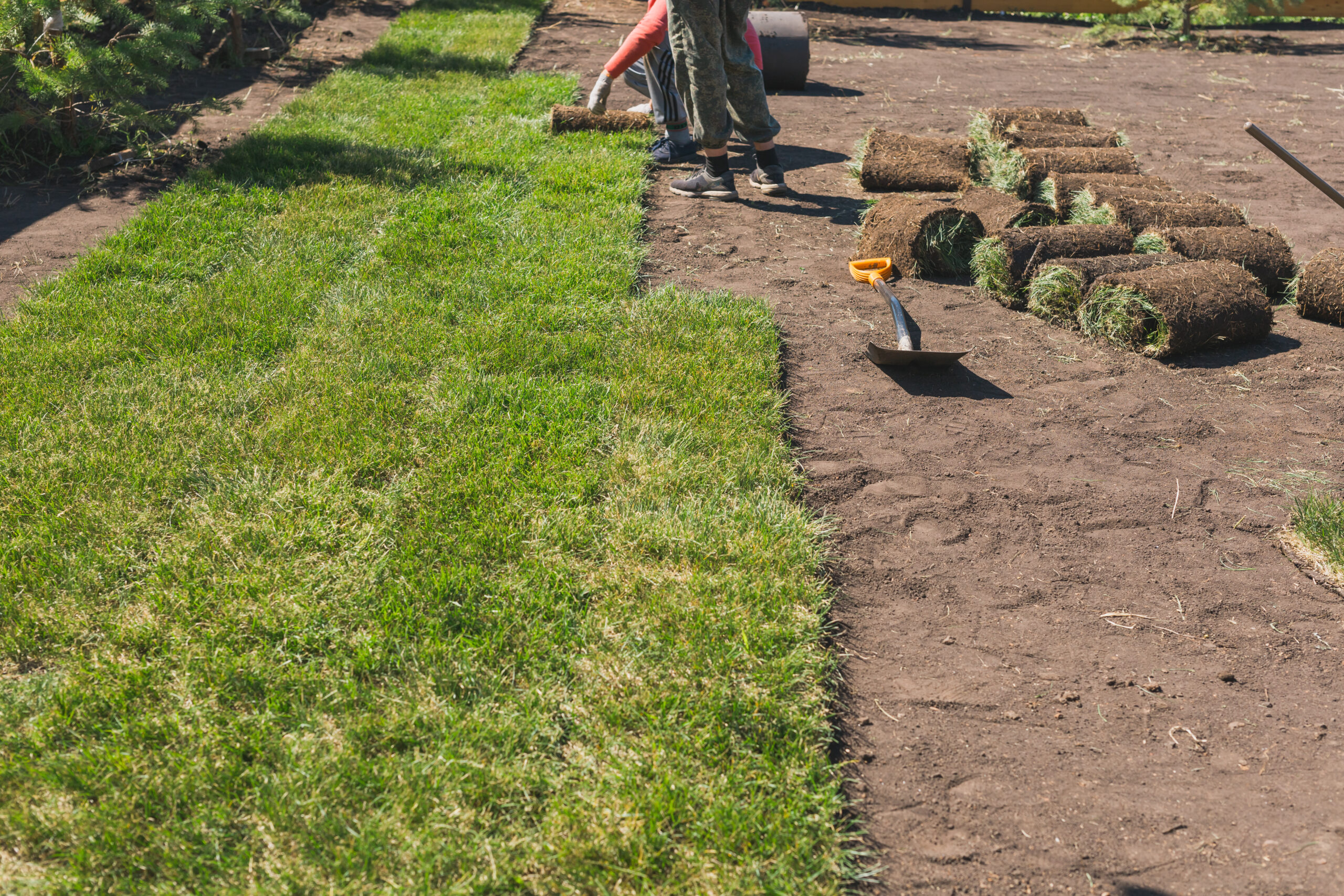 Laying Sod For New Garden Lawn - Turf Laying