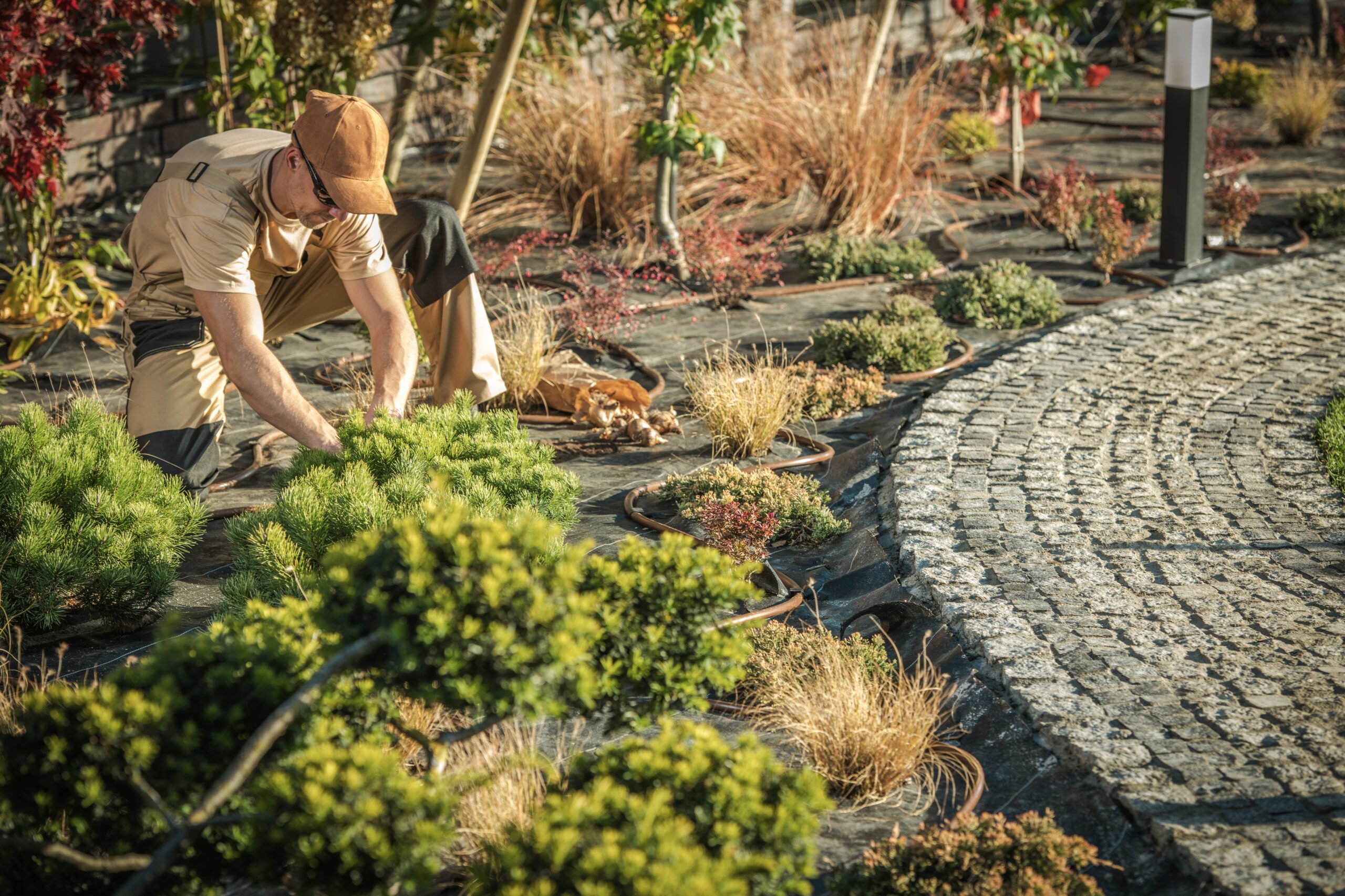 Planting New Garden Decorative Trees By Caucasian Gardener.